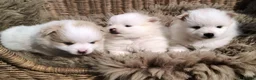Pomeranian dogs for sale: Beautiful Pomeranian Puppies – Harrow in Harrow - Advert 14