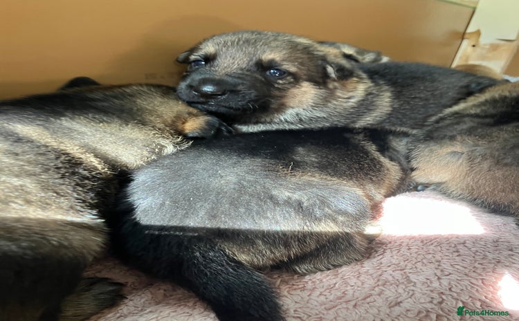 German Shepherd dogs - Advert 19