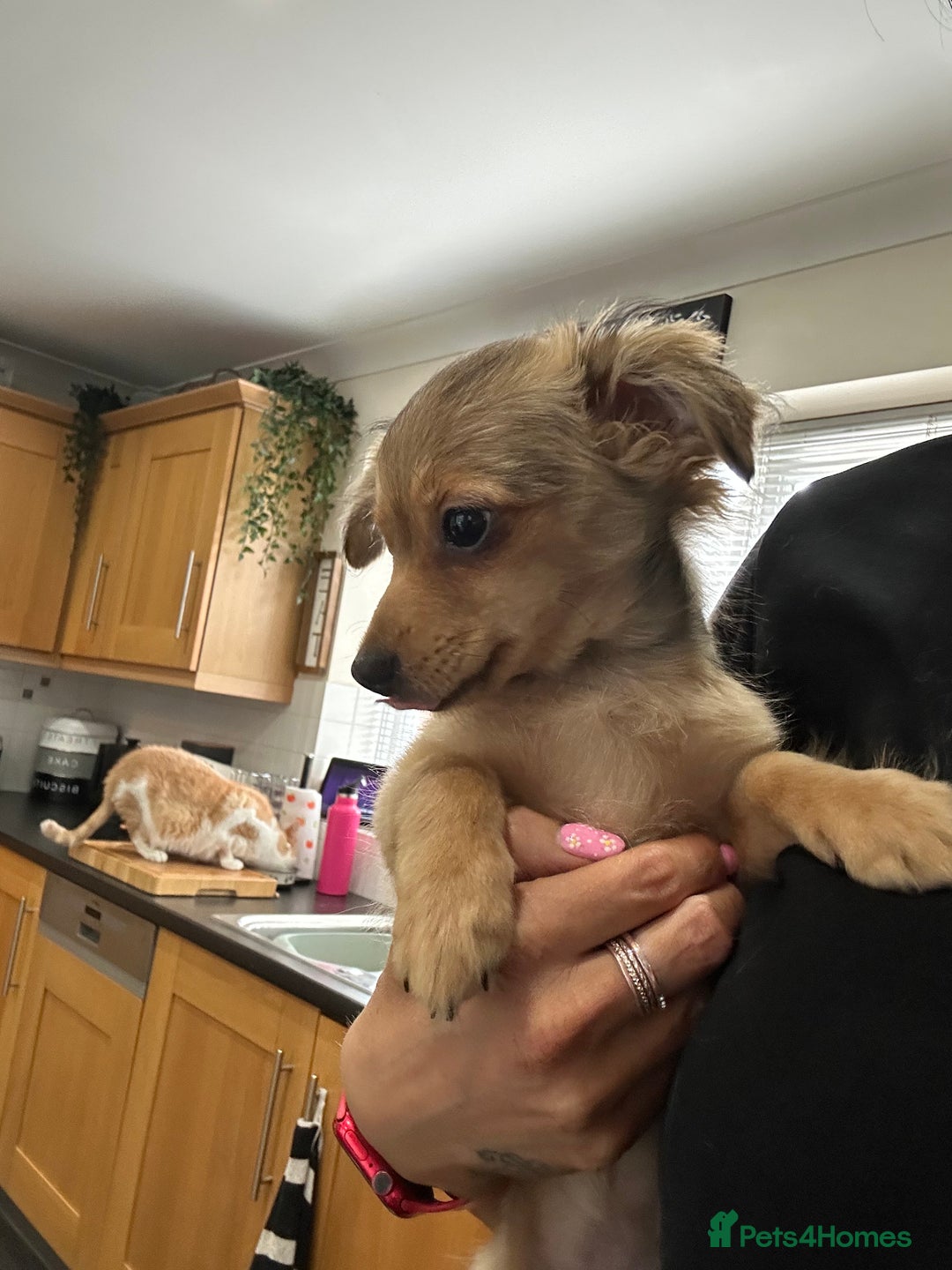 Mixed Breed dogs for sale: X2 Dauchshund/ Pomeranian pups - Image 26