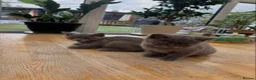 British Shorthair cats for sale: Beautiful British shorthair lilac and blue - Advert 3