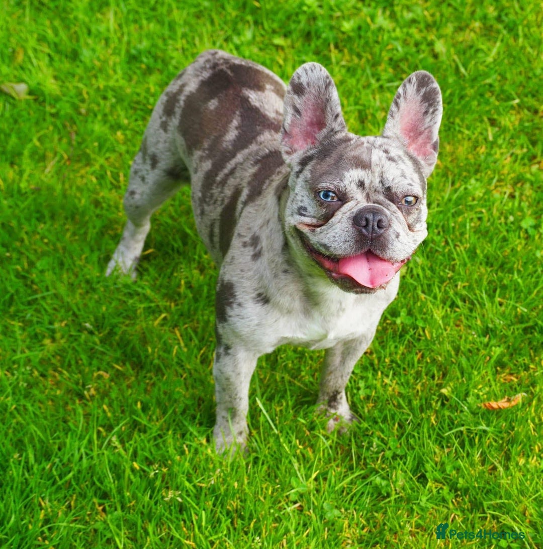 French Bulldog dogs for sale: Lilac blue eyed litter of 6. DWKC registered  - Image 26