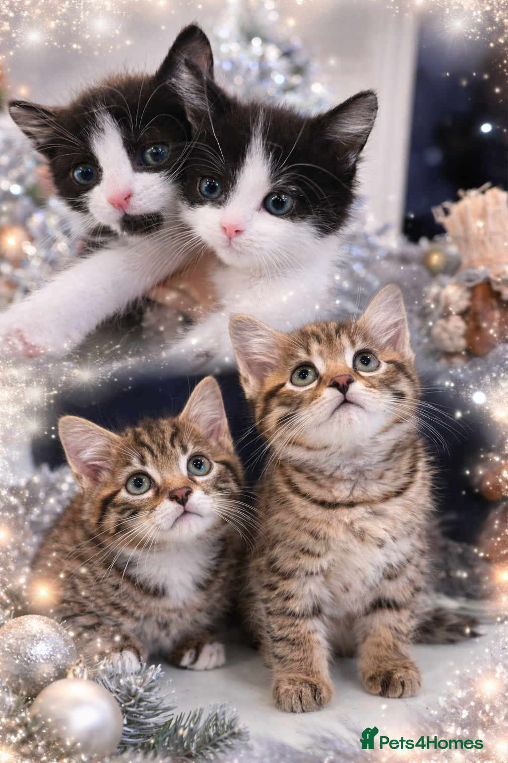 Mixed Breed cats Playful kittens 🐱 🩷 - Advert 9