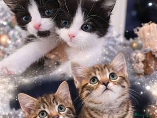 Mixed Breed cats Playful kittens 🐱 🩷 - Advert 9