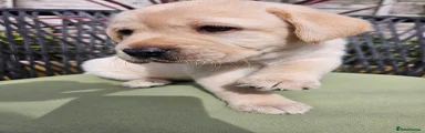 Labrador Retriever 2
