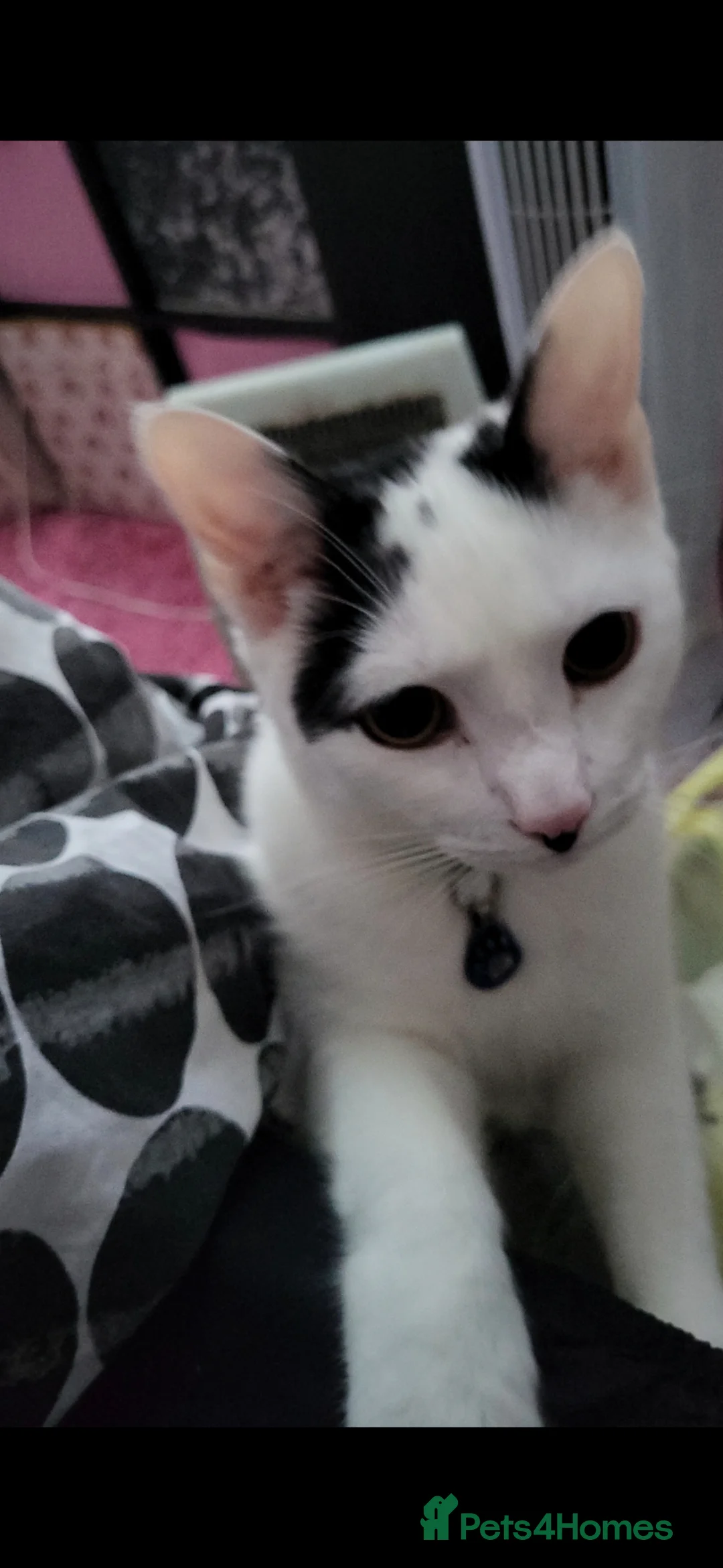 Domestic Shorthair cats for sale: 🐾 Loving Home Needed for a Rainbow 🐾 - Advert 5