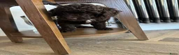 Cockapoo dogs for sale: 🤎 Chocolate Cockapoo’s 🤎 Health Tested 🤎 - Advert 18