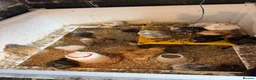 Chickens poultry for sale: 🐥🐣🥚USA Bearded silkies🐥Vorwerk🐥Brahmas🥚🐣🐥 - Advert 9