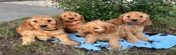Cockapoo dogs for sale: Cockapoo puppies  - Advert 3