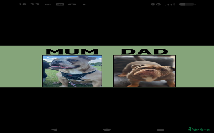 Old Tyme Bulldog dogs - Advert 1