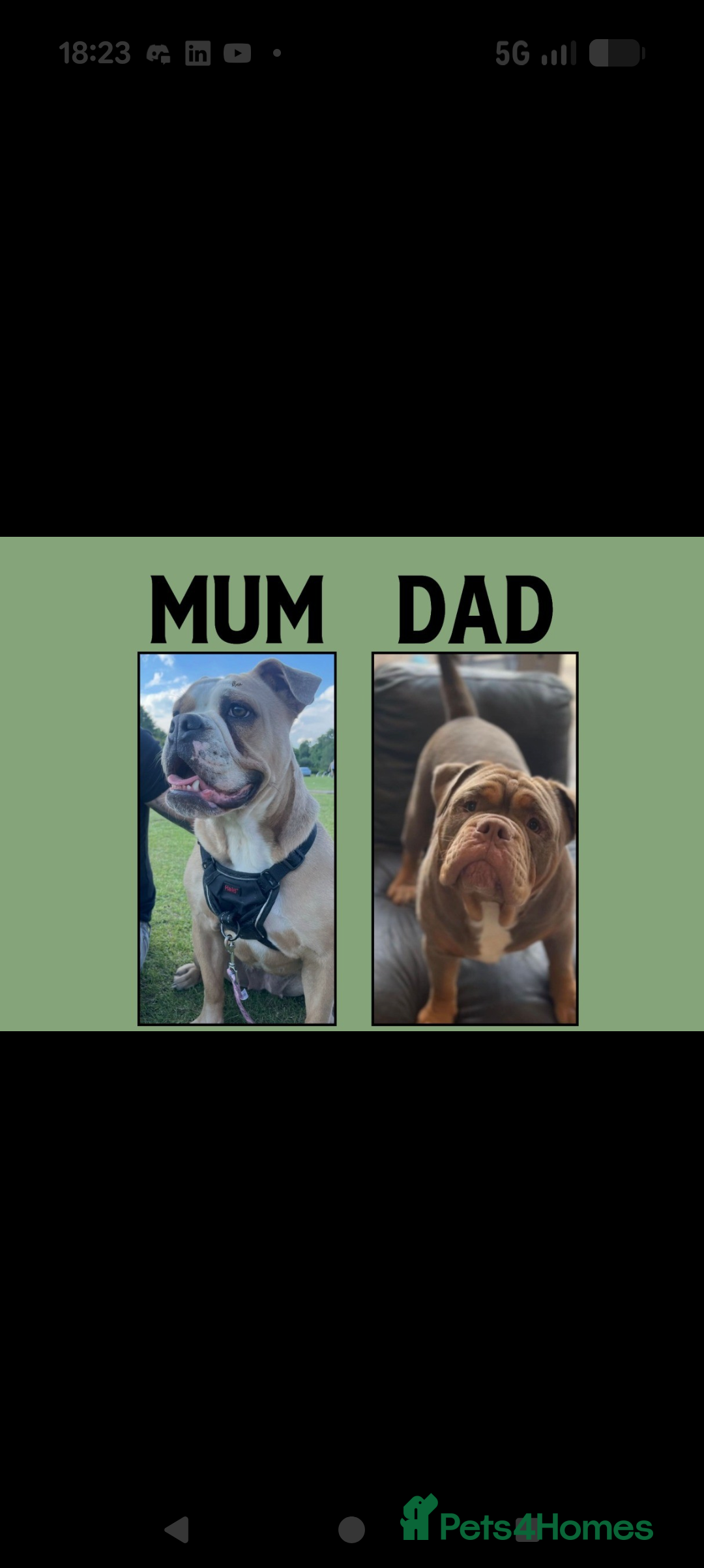Old Tyme Bulldog dogs for sale: Kyro & Lyla Litter Old Tyme Old English Bullgdog - Image 30