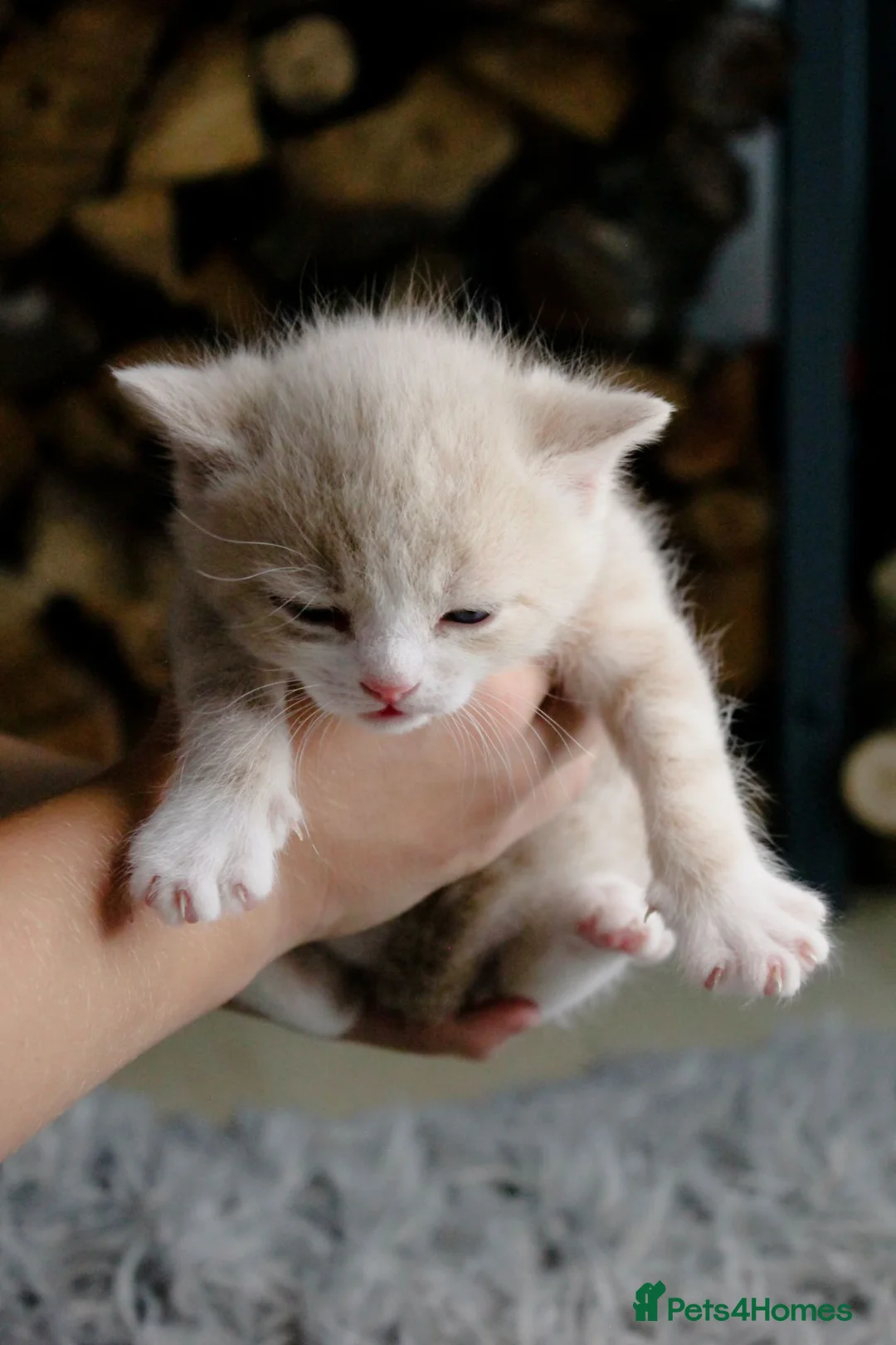 Mixed Breed cats for sale: Adorable kitens - Advert 2