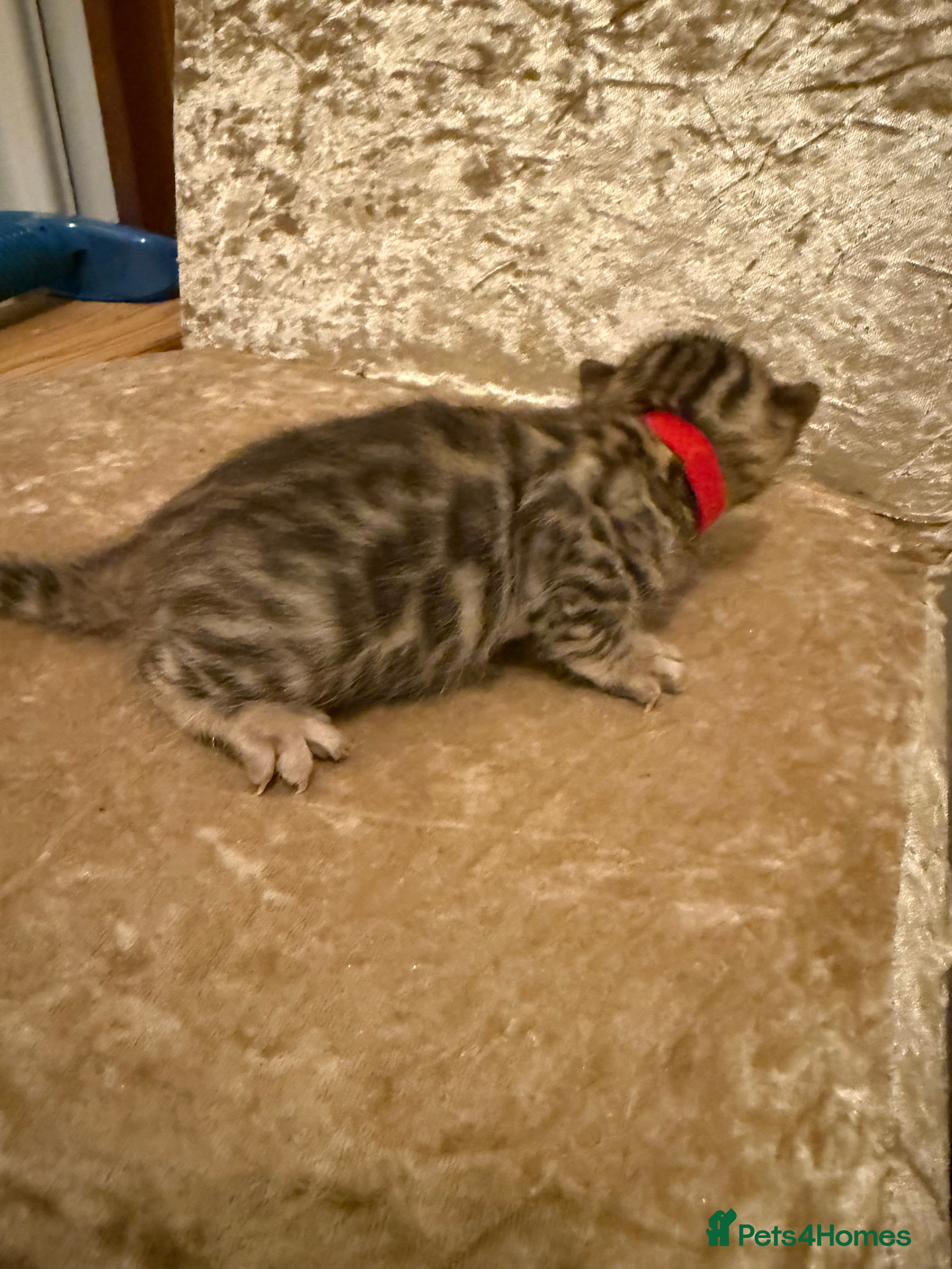 Bengal cats TICA 🐾 Health Tested 🐆 Bengal Kitten 💙  - Advert 3