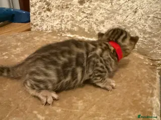 Bengal cats TICA 🐾 Health Tested 🐆 Bengal Kitten 💙 - Advert 3