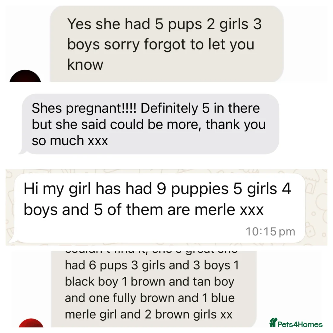 Cocker Spaniel dogs for stud: Merle cocker spaniel for stud - Advert 12