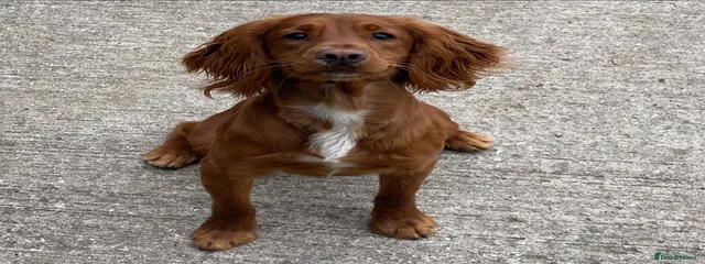 Charlie