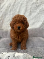 Toy Poodle dogs Stunning small kc registered red toy poodles - Advert 2