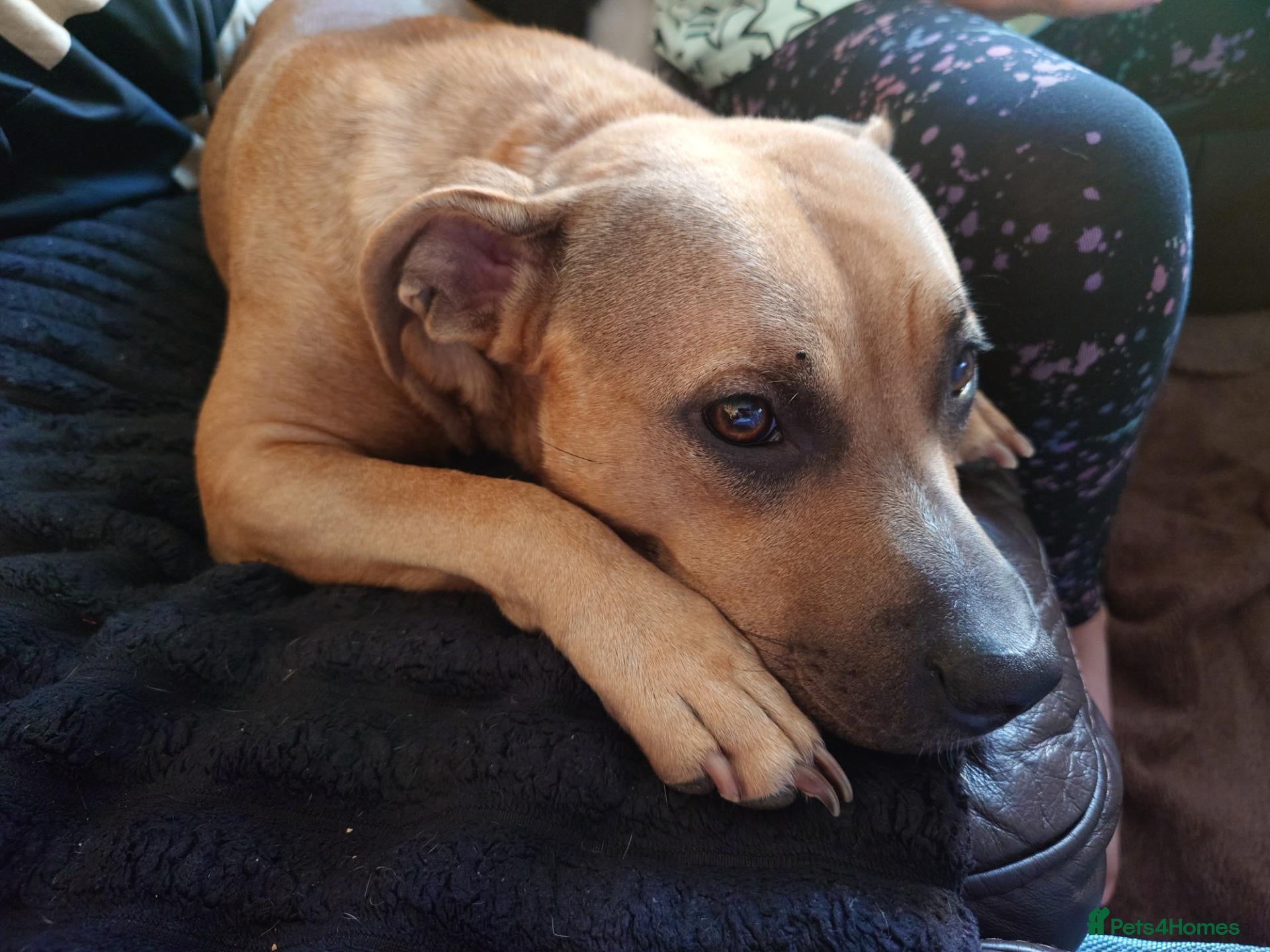 Staffordshire Bull Terrier dogs Stunning brindle Staffordshire Bull terrier pups - Advert 3