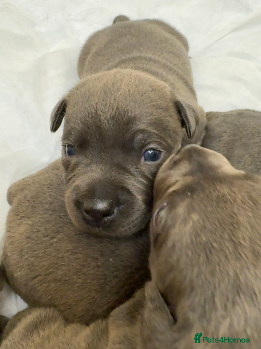 Staffordshire Bull Terrier dogs for sale: KC & DNA tested Staffordshire Bull Terrier Puppies - Advert 13