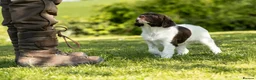 English Springer Spaniel dogs for sale: Fourth generation home bred puppies. in Whitchurch - Advert 11