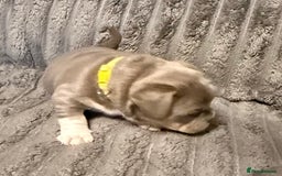 Mixed Breed dogs for sale: Frenchie cross puppy’s (80% frenchie) - Advert 13