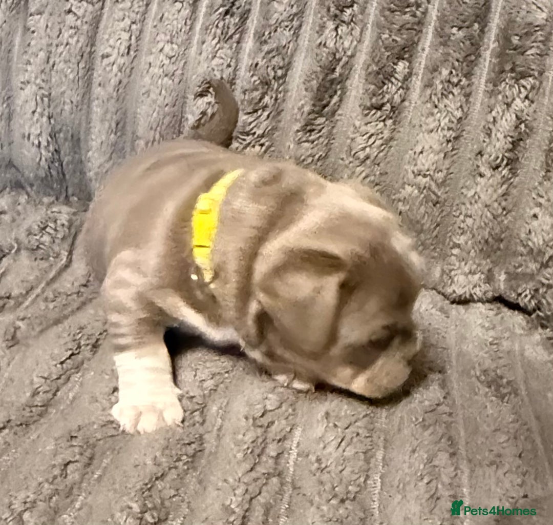 Mixed Breed dogs for sale: Frenchie cross puppy’s (80% frenchie) - Advert 13