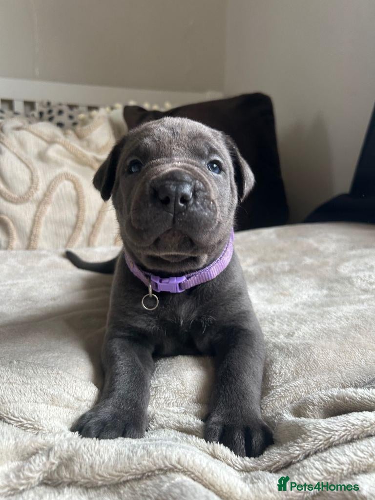 Cane Corso dogs Chunky cane corso pups ready for forever home - Advert 2