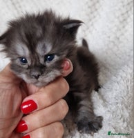 Maine Coon cats - Advert 4