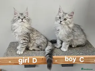 Maine Coon cats Large Maine Coon kittens regd European bloodline - Advert 4