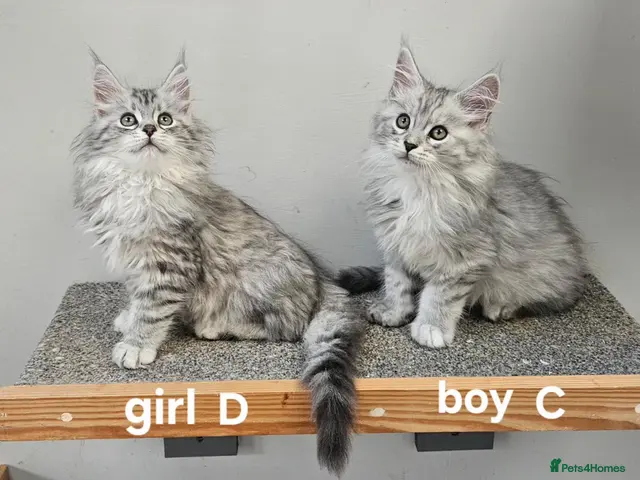 Maine Coon cats Large Maine Coon kittens regd European bloodline - Advert 10