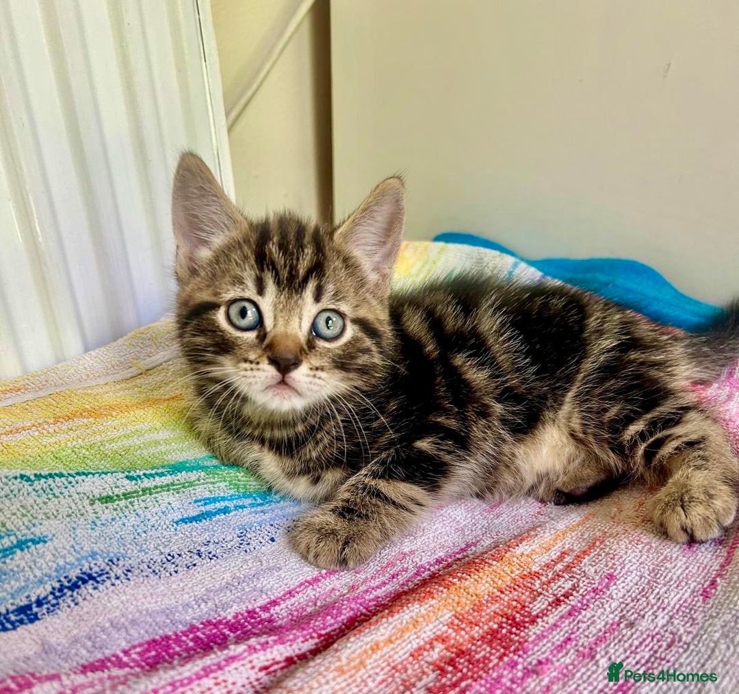 Mixed Breed cats for sale: 🐾 Adorable Tabby Kittens Looking for Their Homes! - Image 8