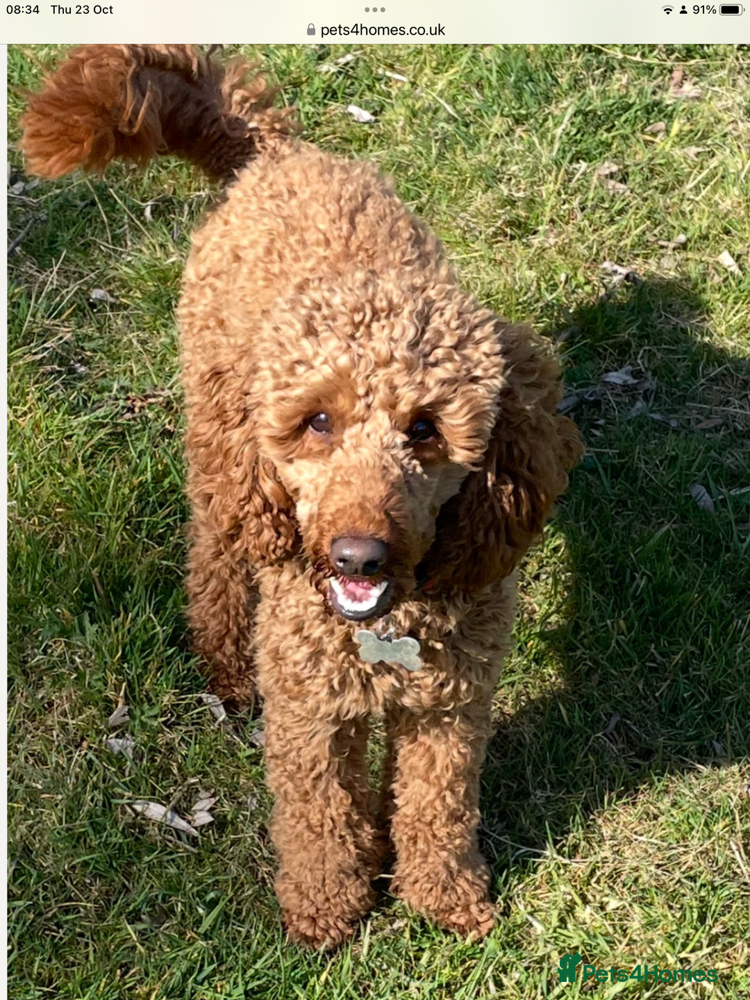 Miniature Poodle dogs for stud: Red miniature poodle - Advert 3