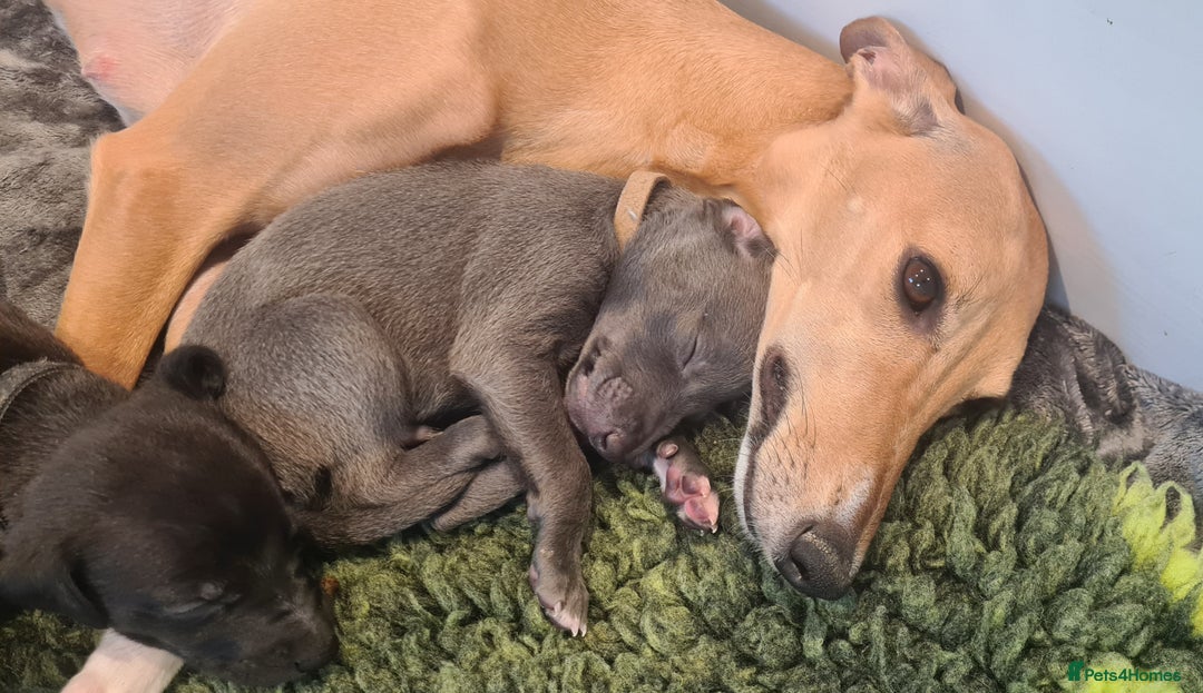 Whippet dogs for sale: KC Registered Whippet Puppies Scotland - Image 13