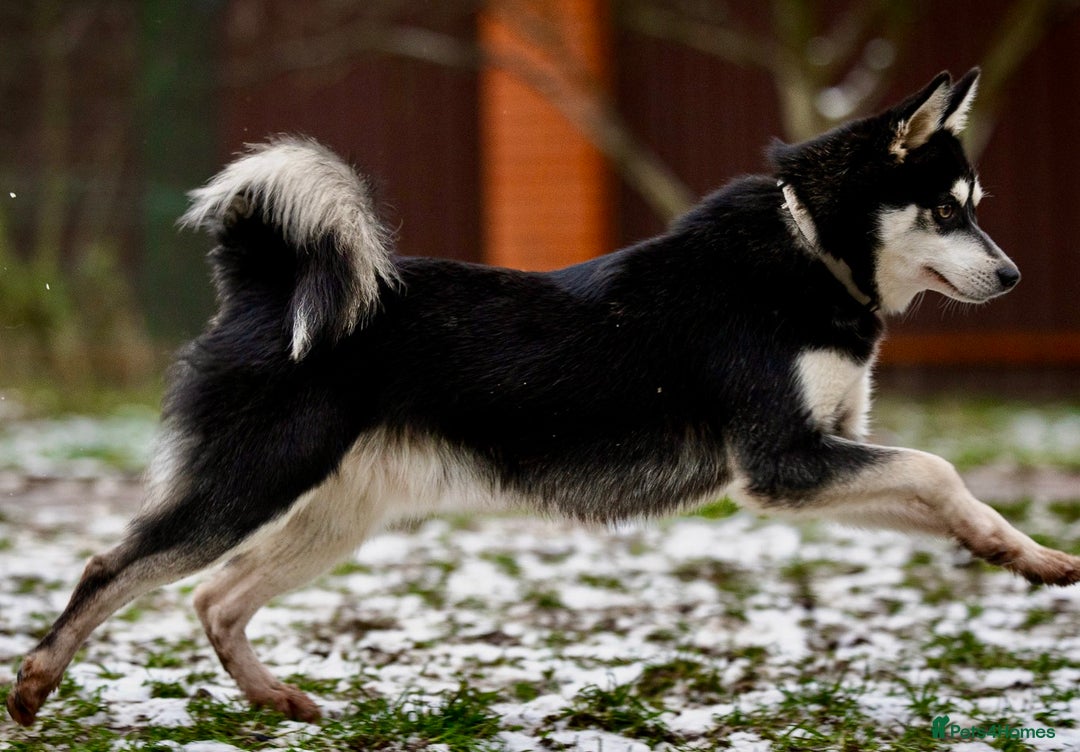 Pomsky dogs for adoption: TUCKER – Male Pomsky  - Advert 5
