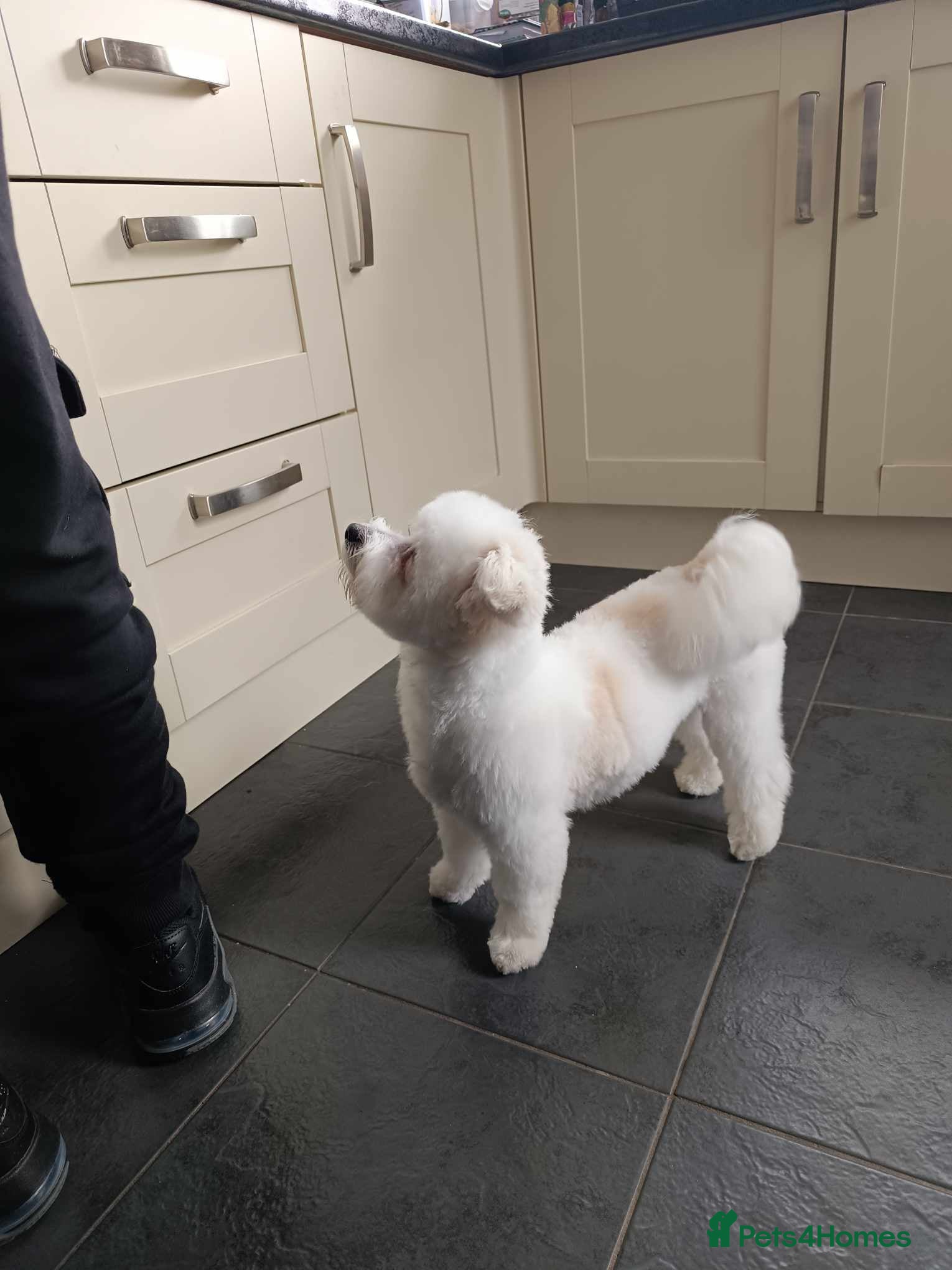 Bichon Frise dogs BichonFrise for stud - Advert 1