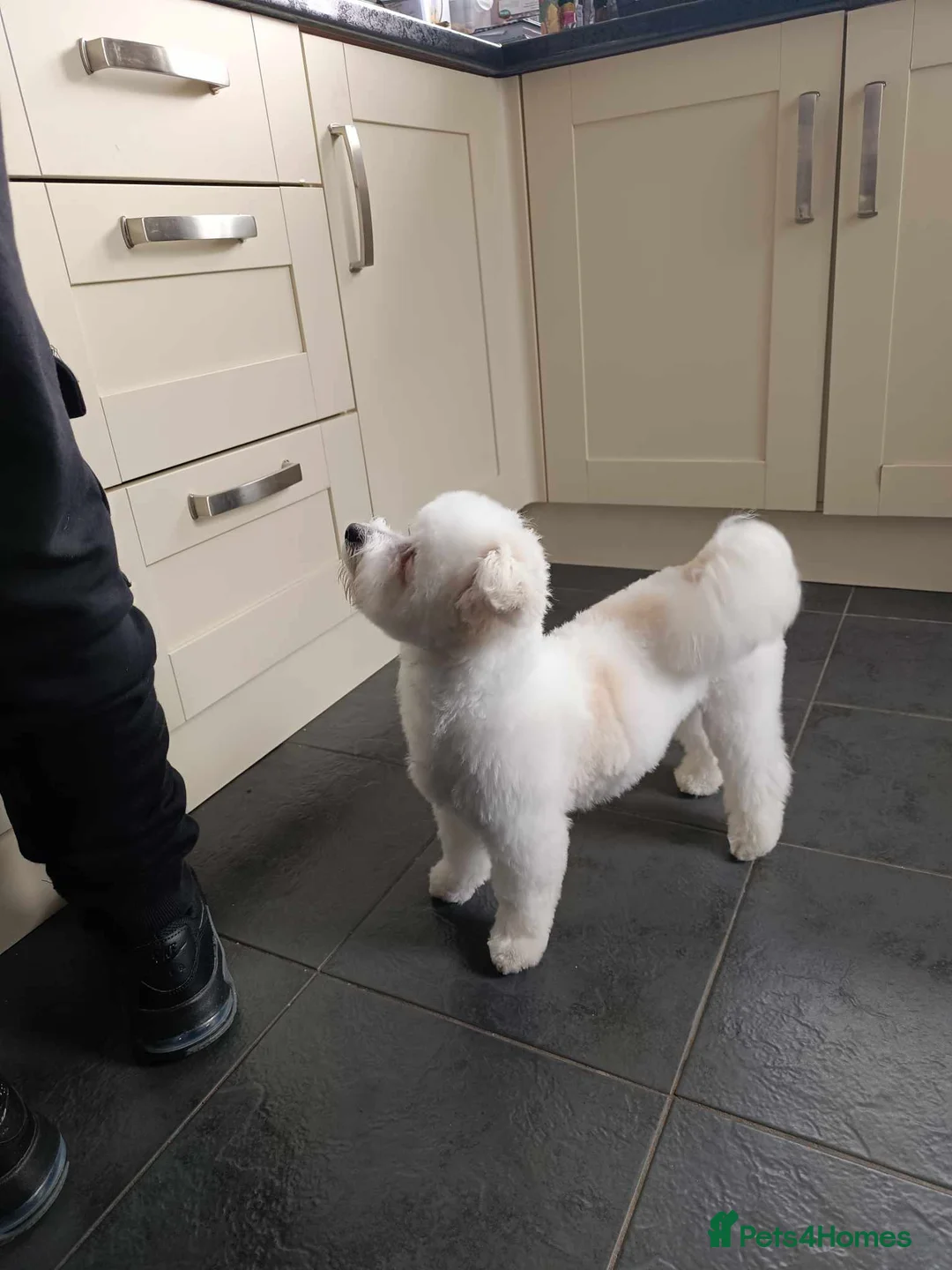 Bichon Frise dogs for stud: BichonFrise for stud - Advert 1