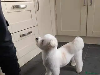 Bichon Frise dogs BichonFrise for stud - Advert 1