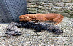 Cockapoo dogs for sale: BEAUTIFULL F1 COCKAPOO PUPPYS - Advert 5