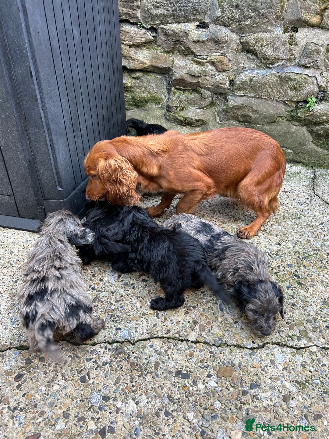 Cockapoo dogs for sale: BEAUTIFULL F1 COCKAPOO PUPPYS - Advert 5
