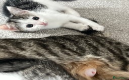 Mixed Breed cats for sale: Kittens  - Image 27