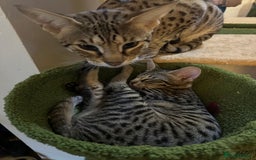 Savannah cats for sale: Savannah F4 girl kittens - Image 29