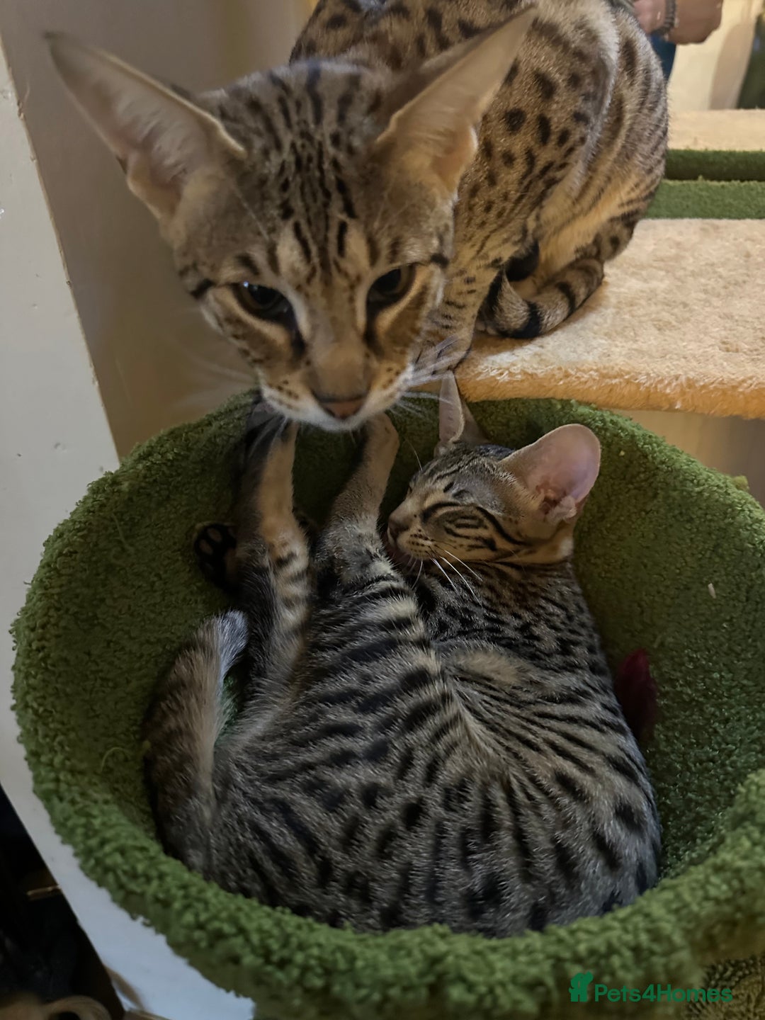 Savannah cats for sale: Savannah F4 girl kittens - Image 29