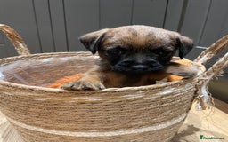 Border Terrier dogs for sale: KC Registered Border Terriers - Image 6