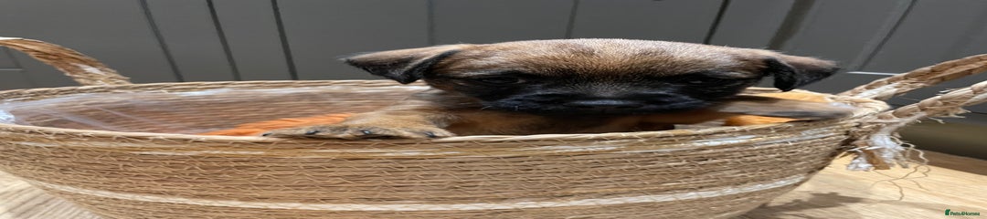 Border Terrier Puppy 1