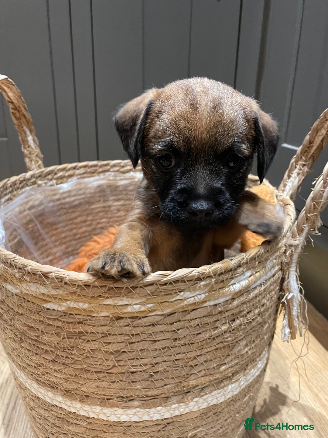 Border Terrier dogs for sale: KC Registered Border Terriers - Image 6