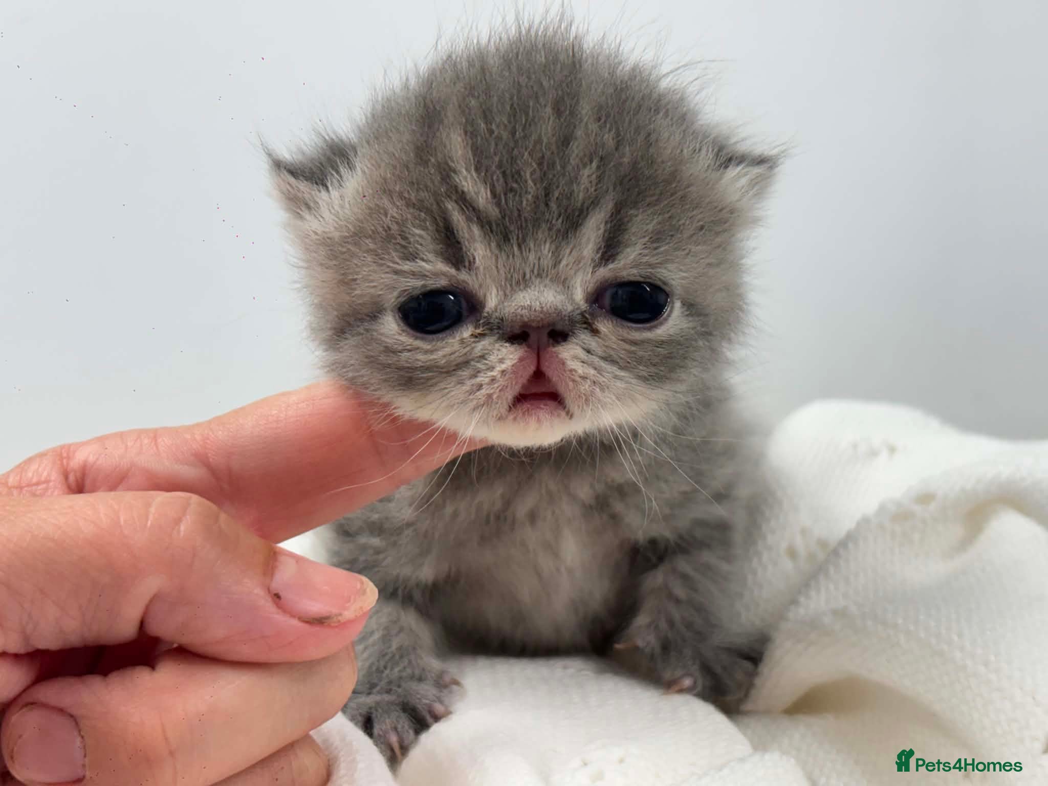 Exotic cats 3 high quality exotics - Advert 6