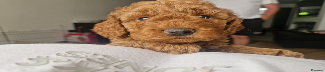Red Collar - Taken