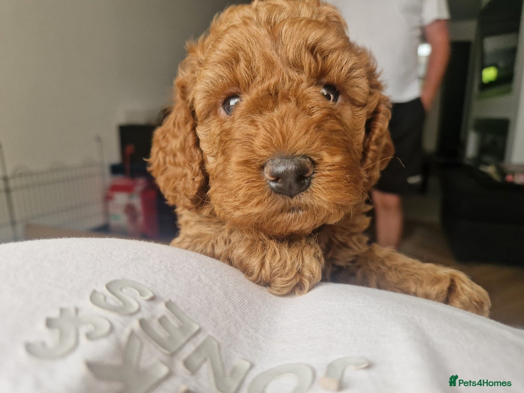 Cockapoo dogs for sale: Cockapoo F1B puppies.  - Image 7