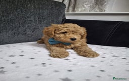 Maltipoo dogs for sale: 3 Maltipoo Puppies For sale - Image 3
