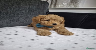 Maltipoo dogs - Advert 5
