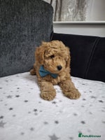 Maltipoo dogs 2 Female Maltipoo puppies Left! - Advert 1